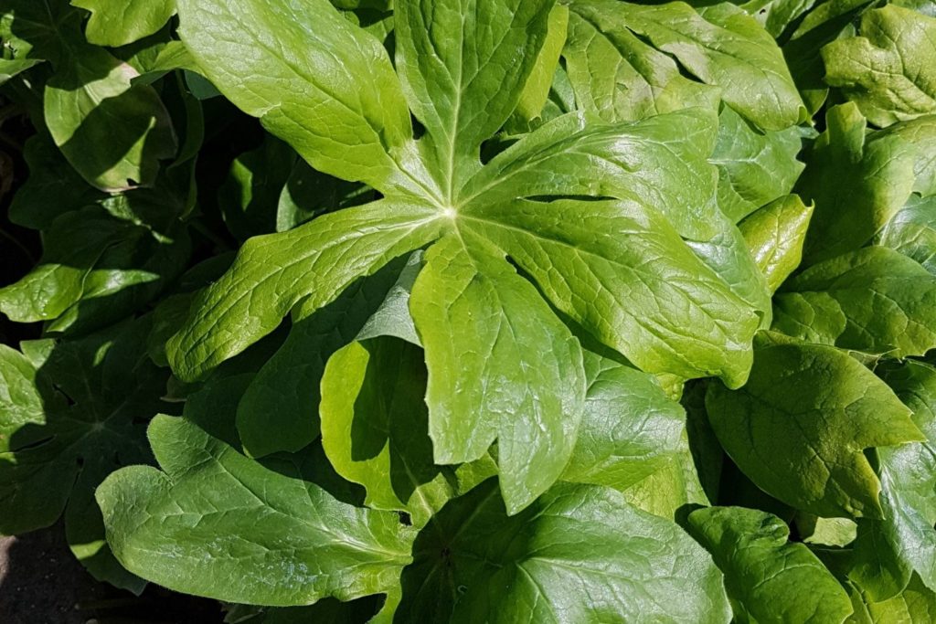 podophylle-phytotherapie