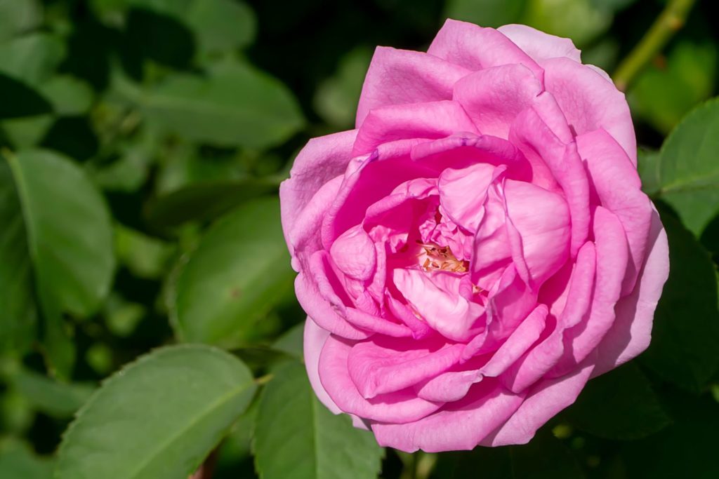 rose-de-damas-utilisation