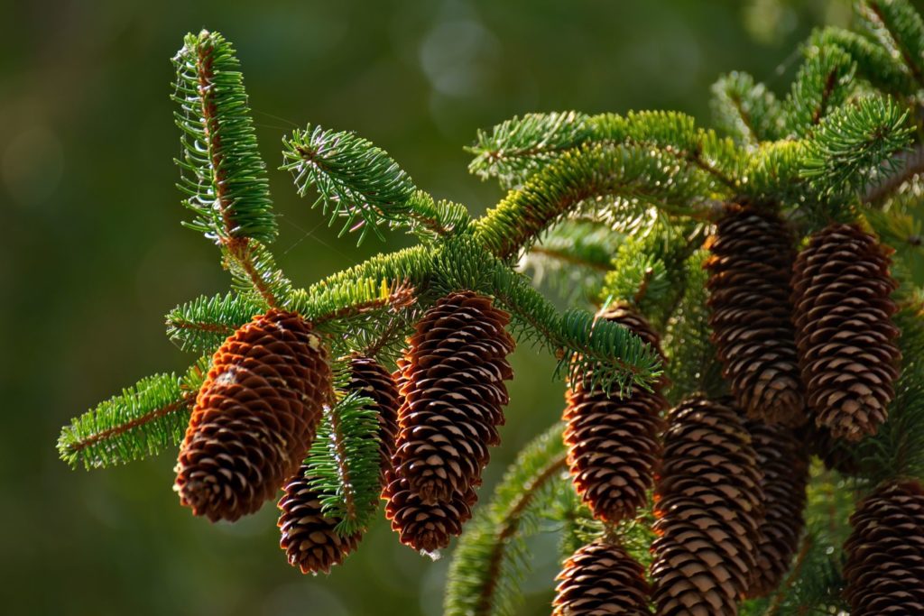 sapin-de-siberie-utilisation