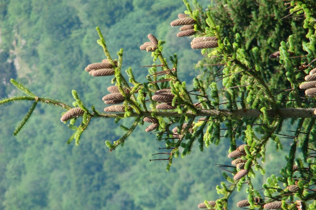 sapin-pectine-utilisations