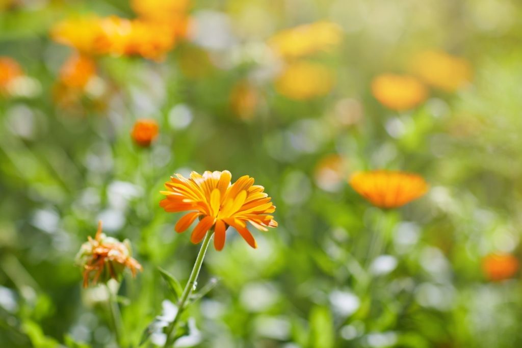 souci-des-jardins-phytotherapie