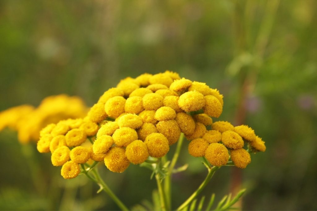 tanaisie-annuelle-caracteristiques