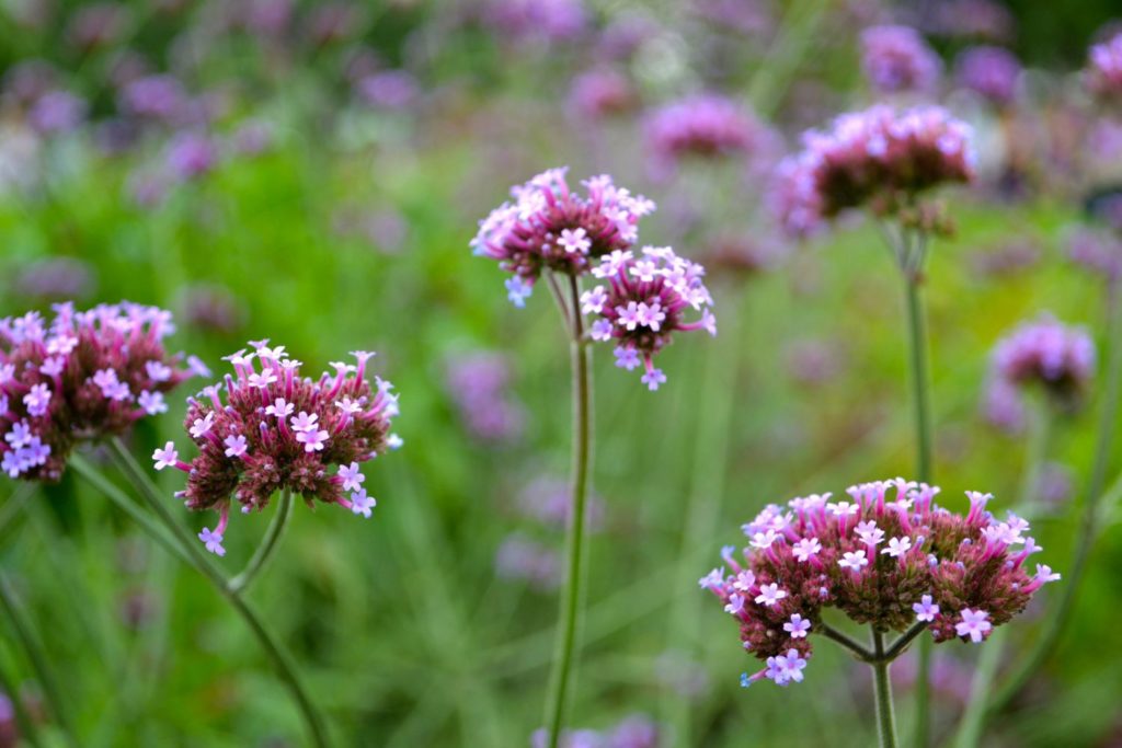 verveine-exotique-caracteristiques