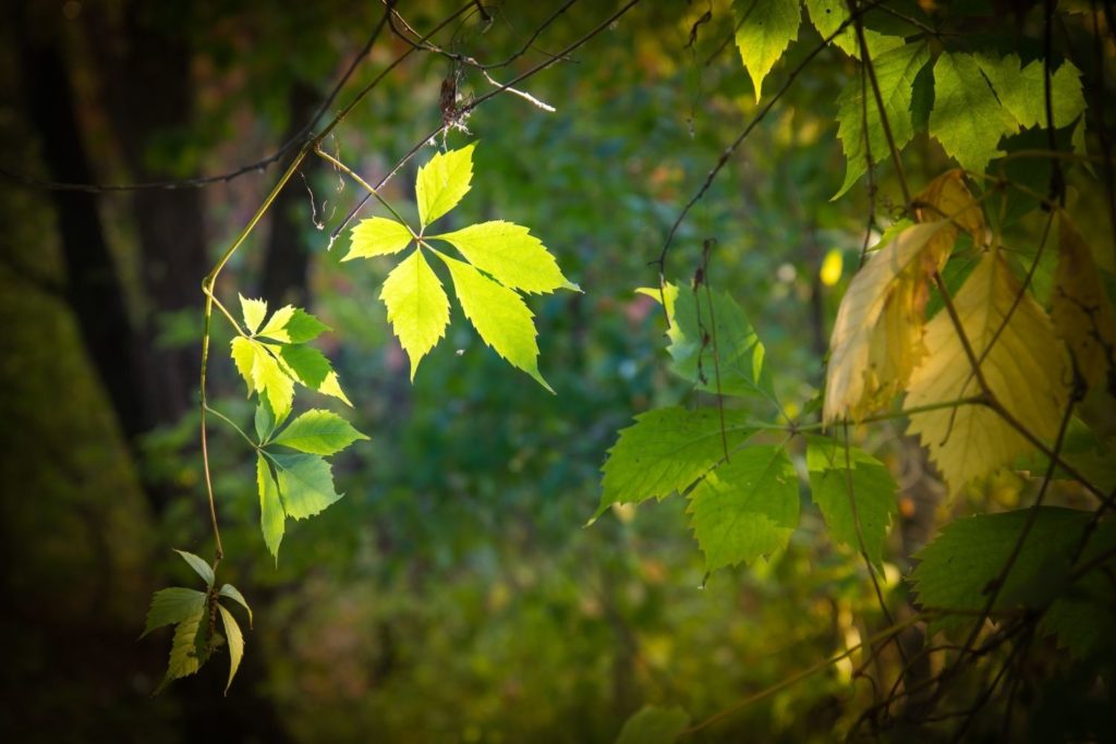 vigne-vierge-caracteristiques