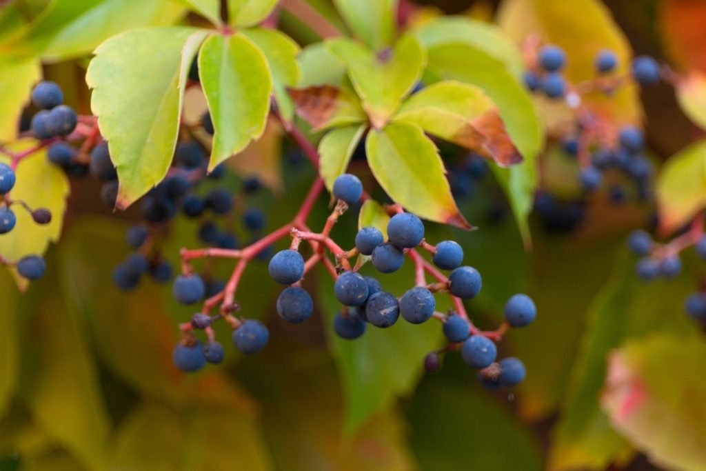 vigne-vierge-utilisations