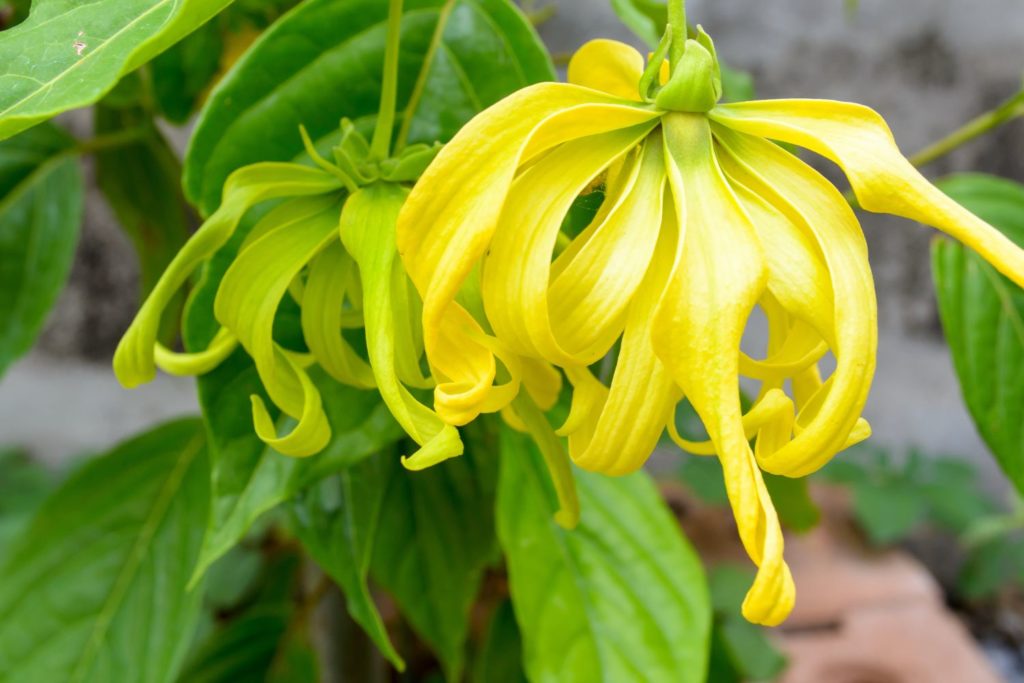 ylang-ylang-III-caracteristiques