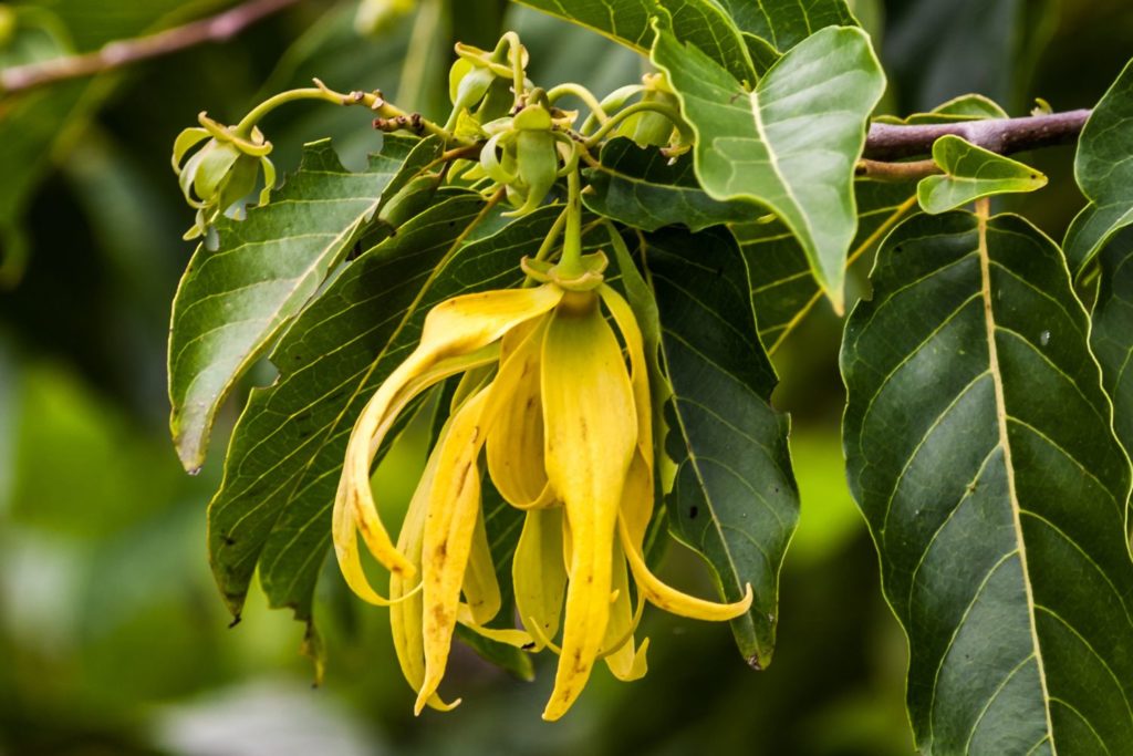 ylang-ylang-III-utilisation