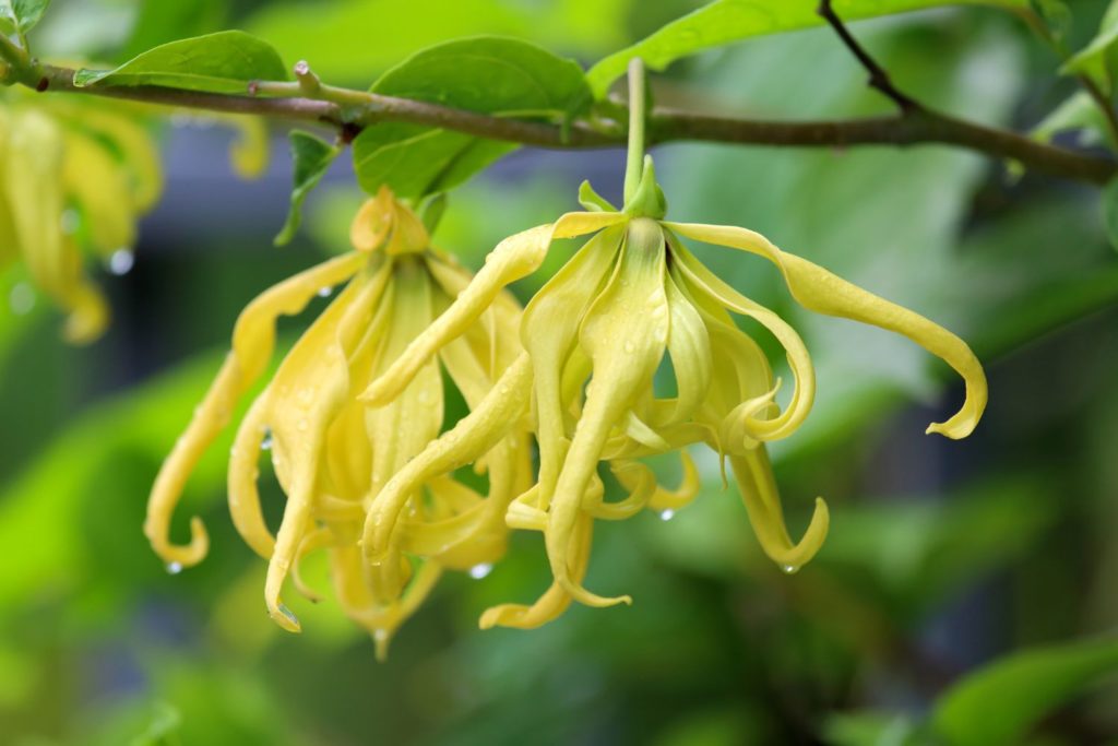 ylang-ylang-complete-huile-essentielle