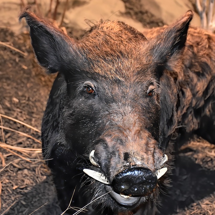 Bienfaits-de-la-viande-de-sanglier