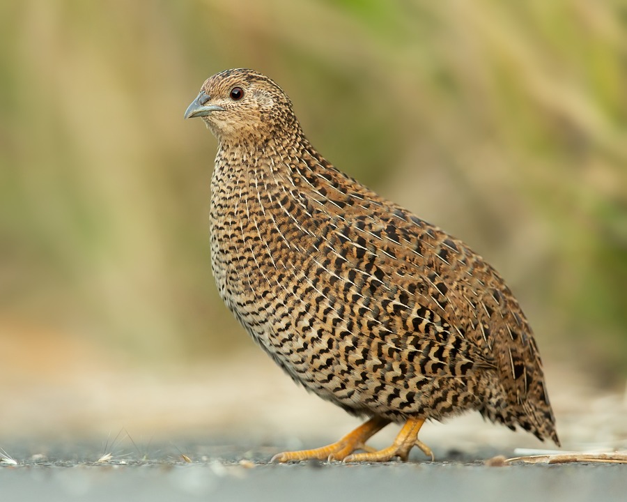 Choix-et-conservation-de-la-viande-et-des-oeufs-de-caille