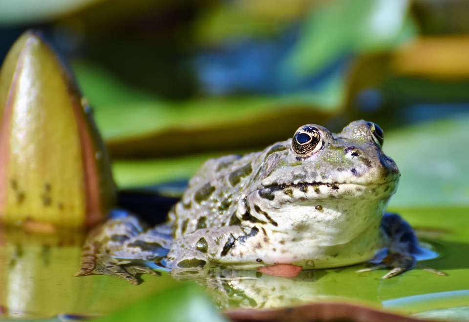 Composition et valeurs nutritionnelles des cuisses de grenouille crue