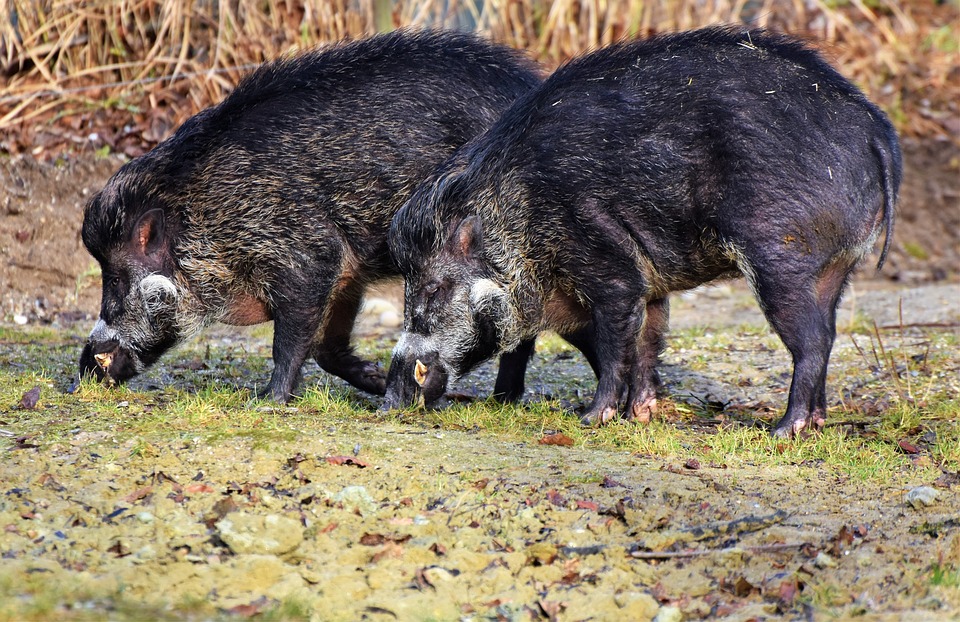 Description-du-sanglier