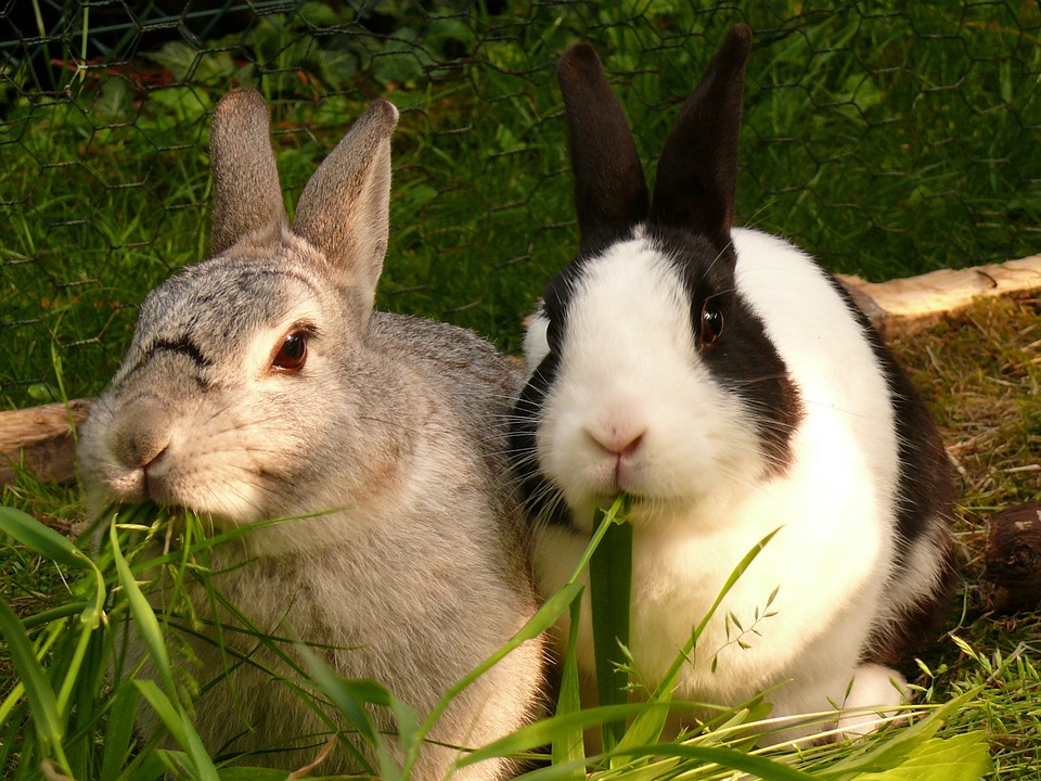 Évolution des lapins d’élevage