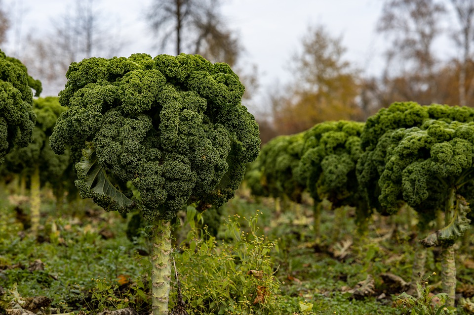 Histoire et origine du kale