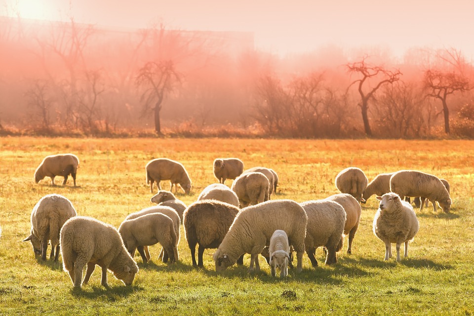 Histoire et origines du mouton