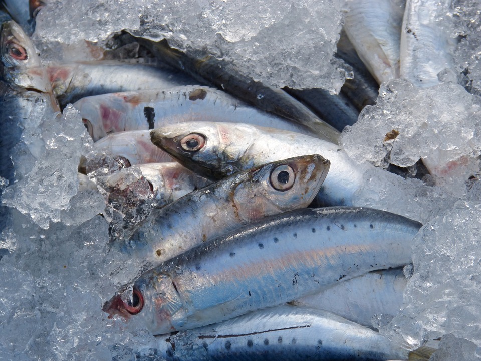 Précautions liées à la consommation de la sardine