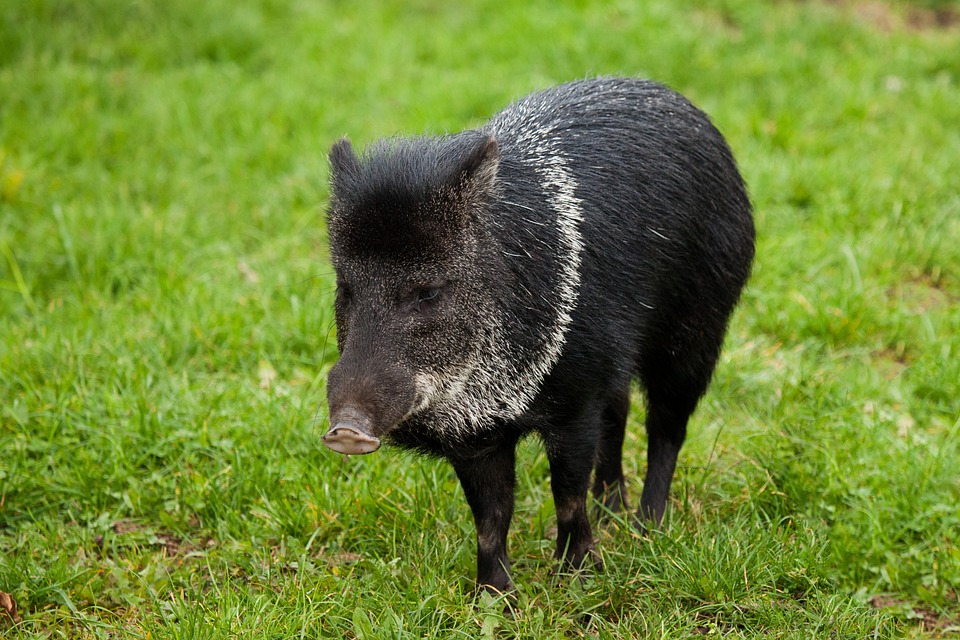 Preparation-et-consommation-de-la-viande-de-sanglier