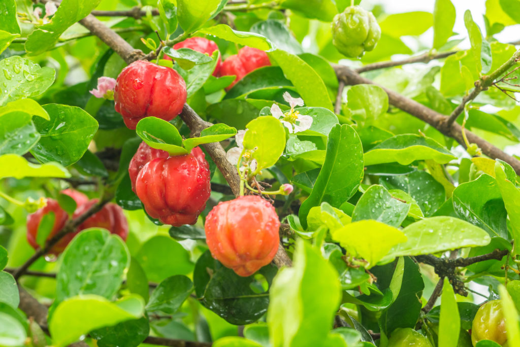 aliment-acerola-descriptif