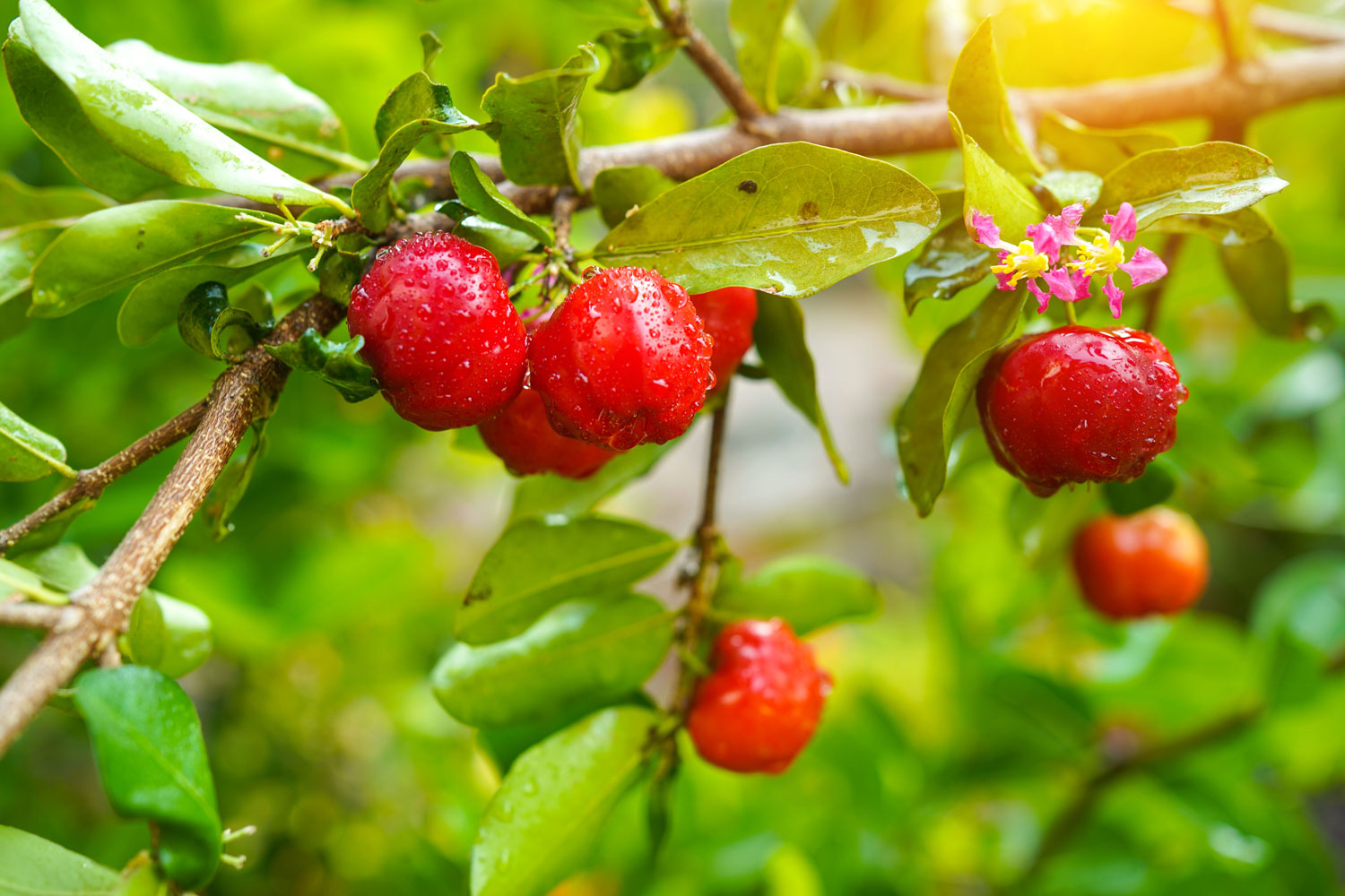 aliment-acerola-histoire