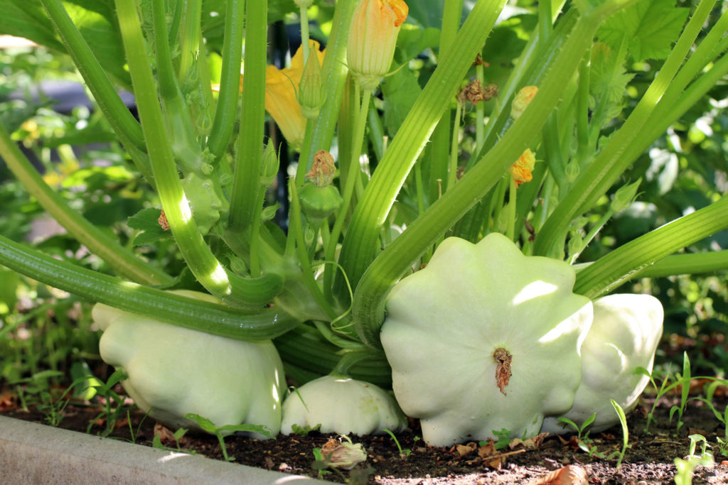 aliment-courgette-patisson-histoire