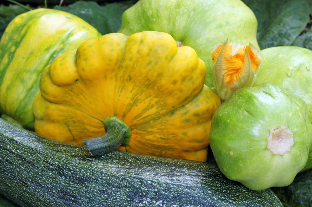 aliment-courgette-patisson-utilisation