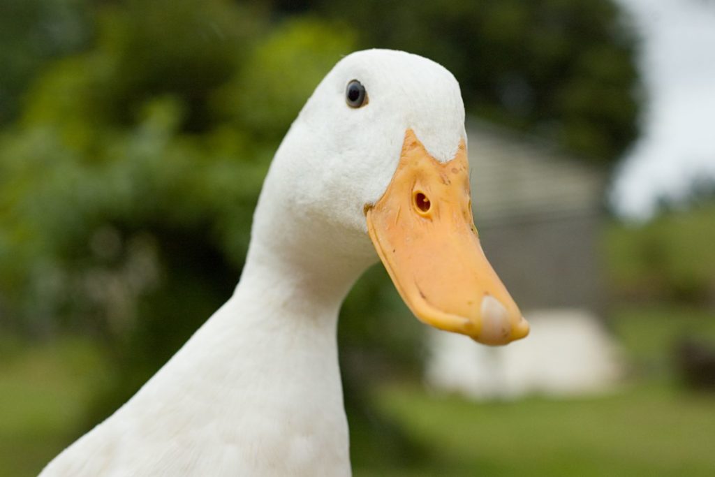 aliment-foie-gras-aliment