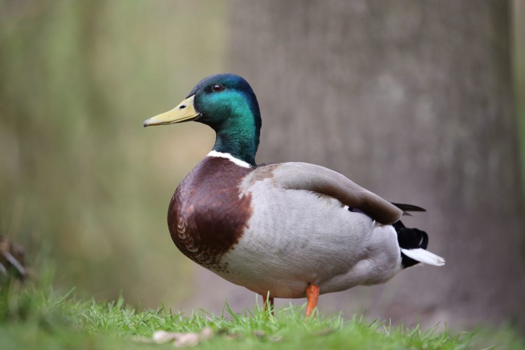 aliment-foie-gras-histoire