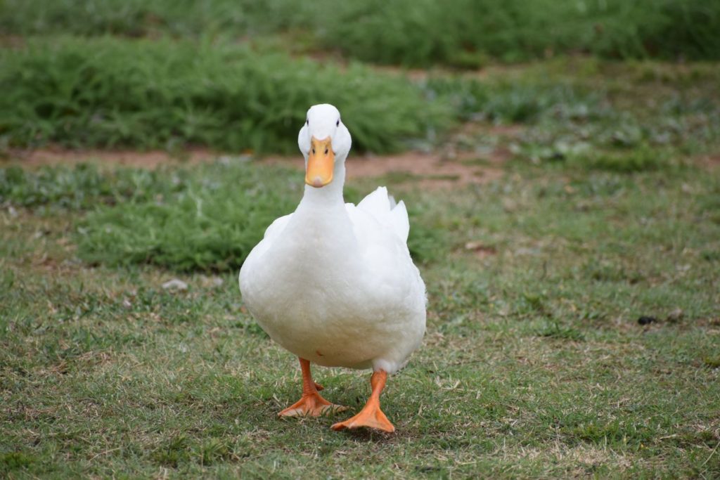 aliment-foie-gras-utilisation