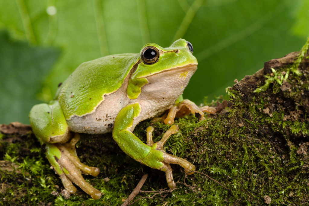 aliment-grenouille-descriptif