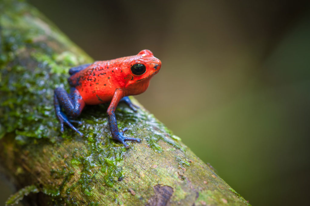 aliment-grenouille-histoire