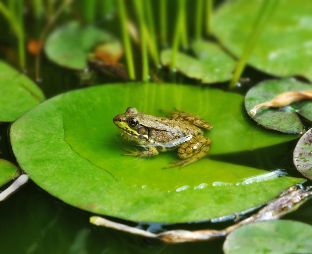 aliment-grenouille-utilisation