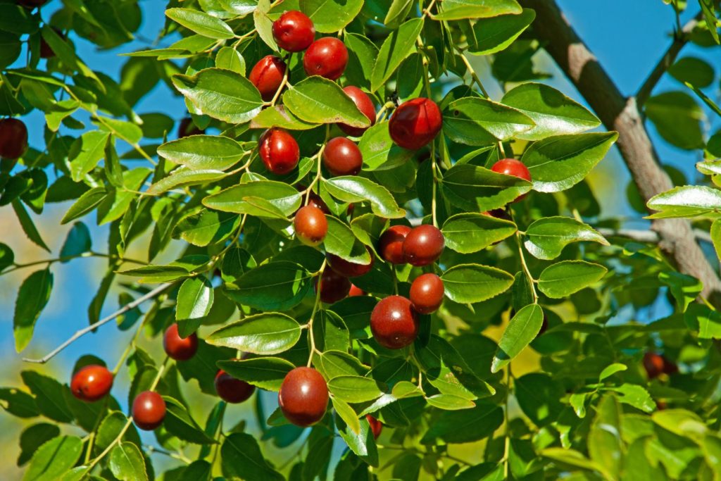 aliment-jujube-utilisation