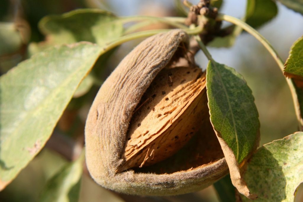 aliment-lait-d-amande-aliment