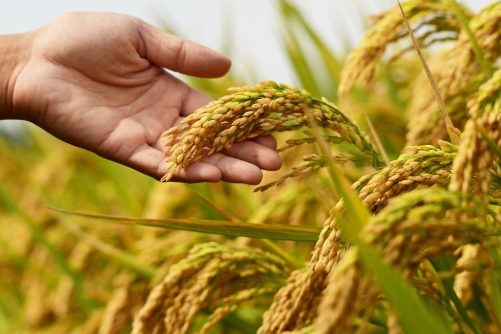 aliment-lait-de-riz-aliment