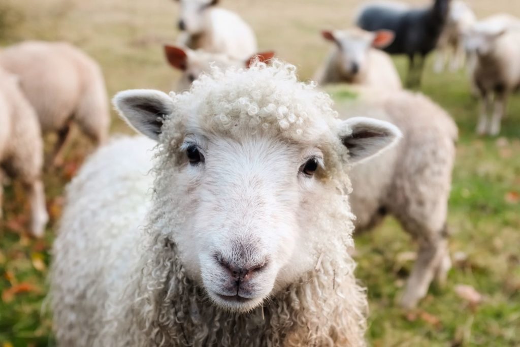 aliment-mouton-utilisation