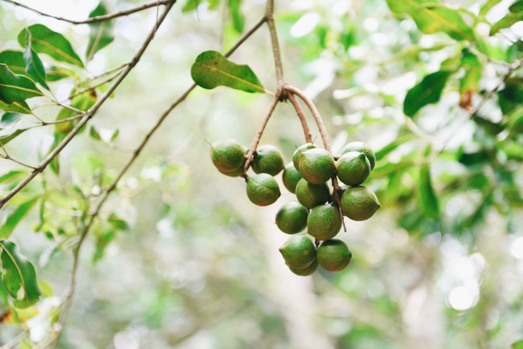 aliment-noix-de-macadamia-aliment