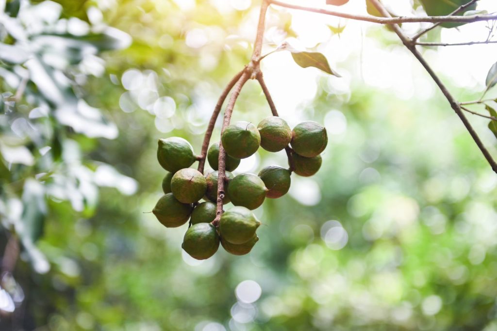 aliment-noix-de-macadamia-histoire