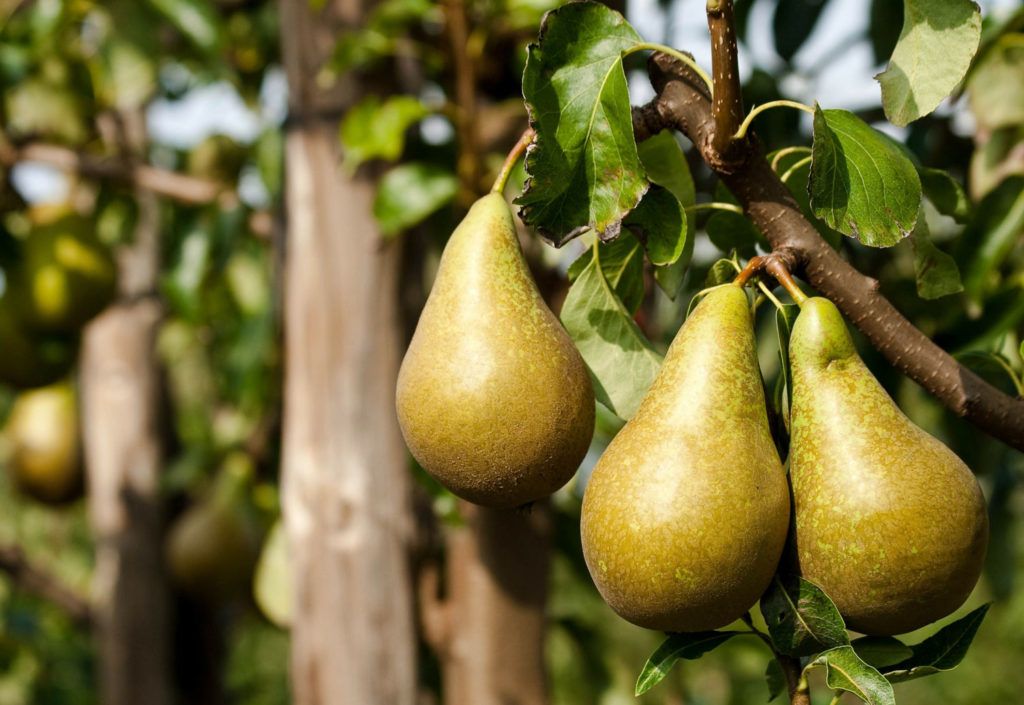 aliment-poire-descriptif