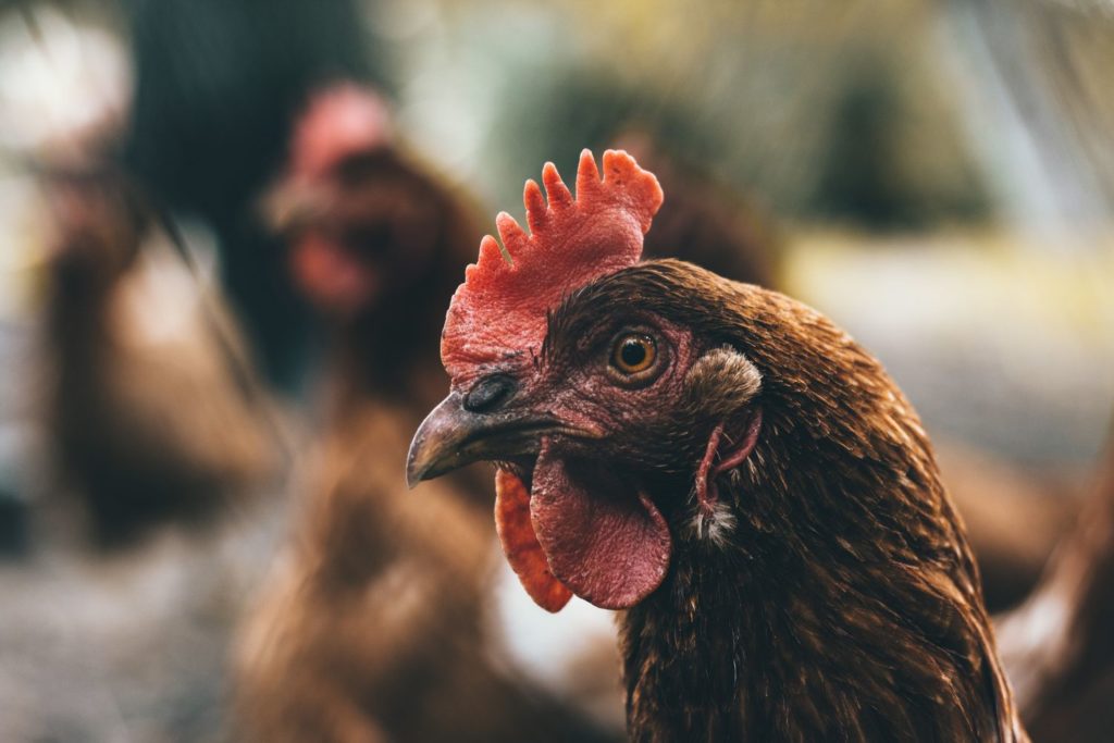 aliment-poulet-aliment