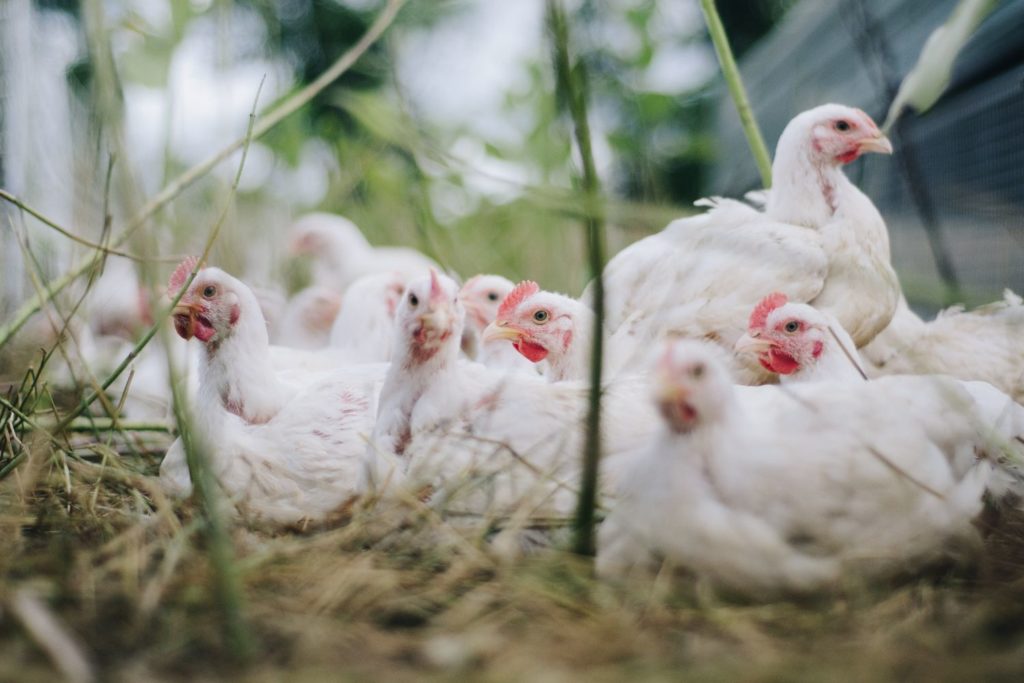 aliment-poulet-histoire