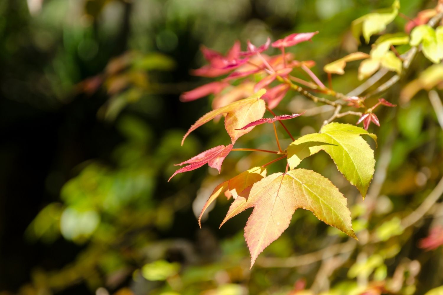 huile-essentielle-galbanum-caracteristiques