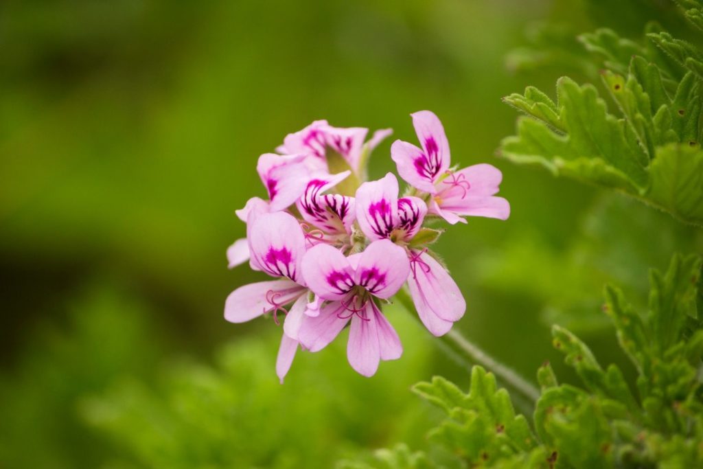 huile-essentielle-geranium-egypte-caracteristiques