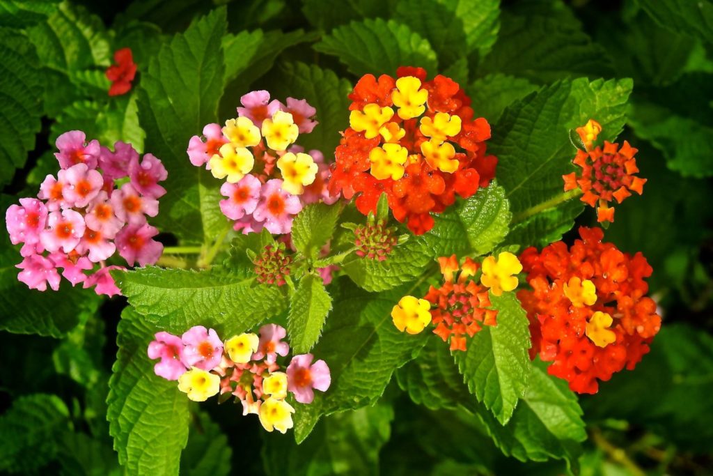 huile-essentielle-lantana-utilisation