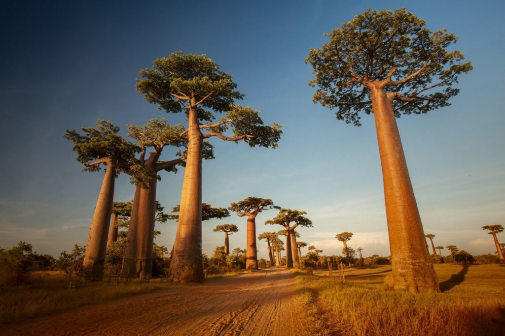 huile-vegetale-baobab-caracteristiques