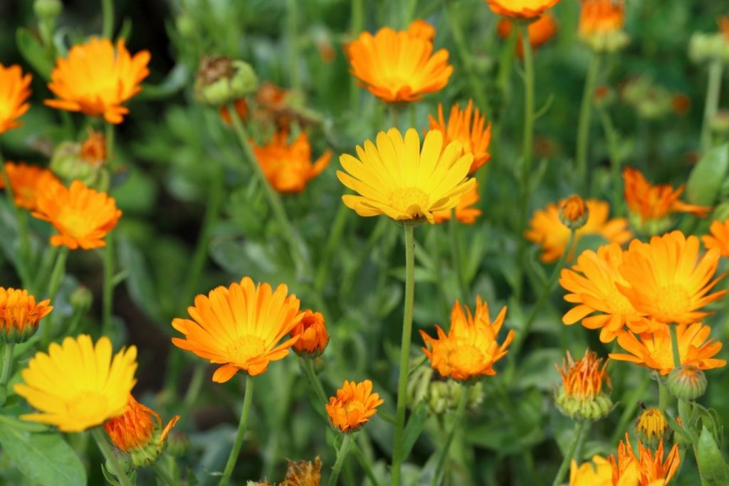 huile-vegetale-calendula-caracteristiques