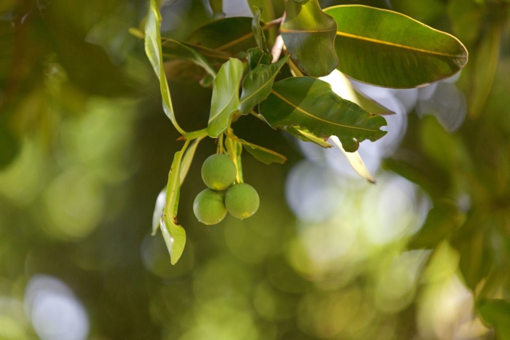 huile-vegetale-calophylle-caracteristiques