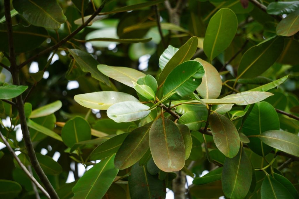 huile-vegetale-calophylle-utilisation