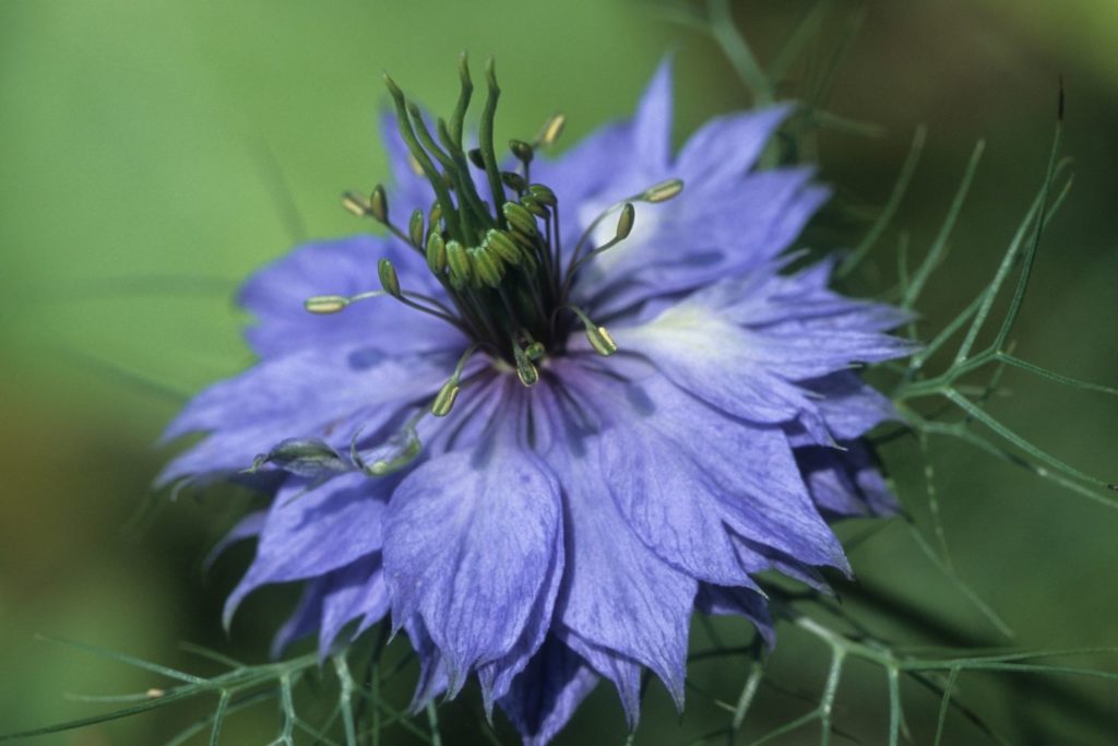 huile-vegetale-nigelle-caracteristiques