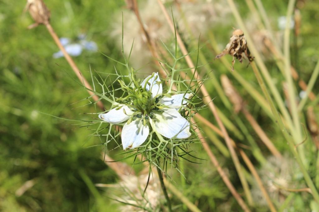 huile-vegetale-nigelle-huile-vegetale