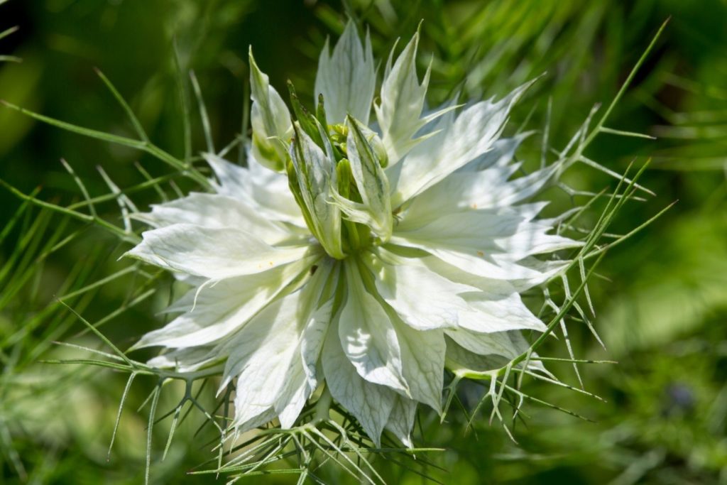 huile-vegetale-nigelle-utilisation